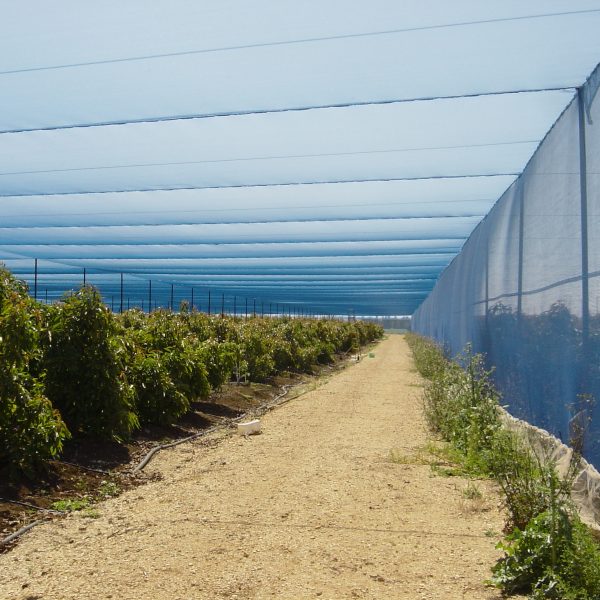 Agricolor-Azul-20-Raschel-Paltas-Israel-2