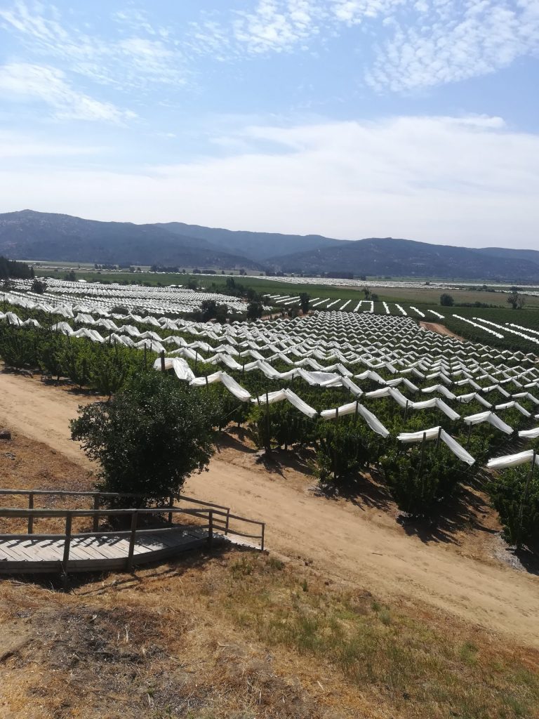 Agricover-FTT13-cerezas-CH.1-scaled