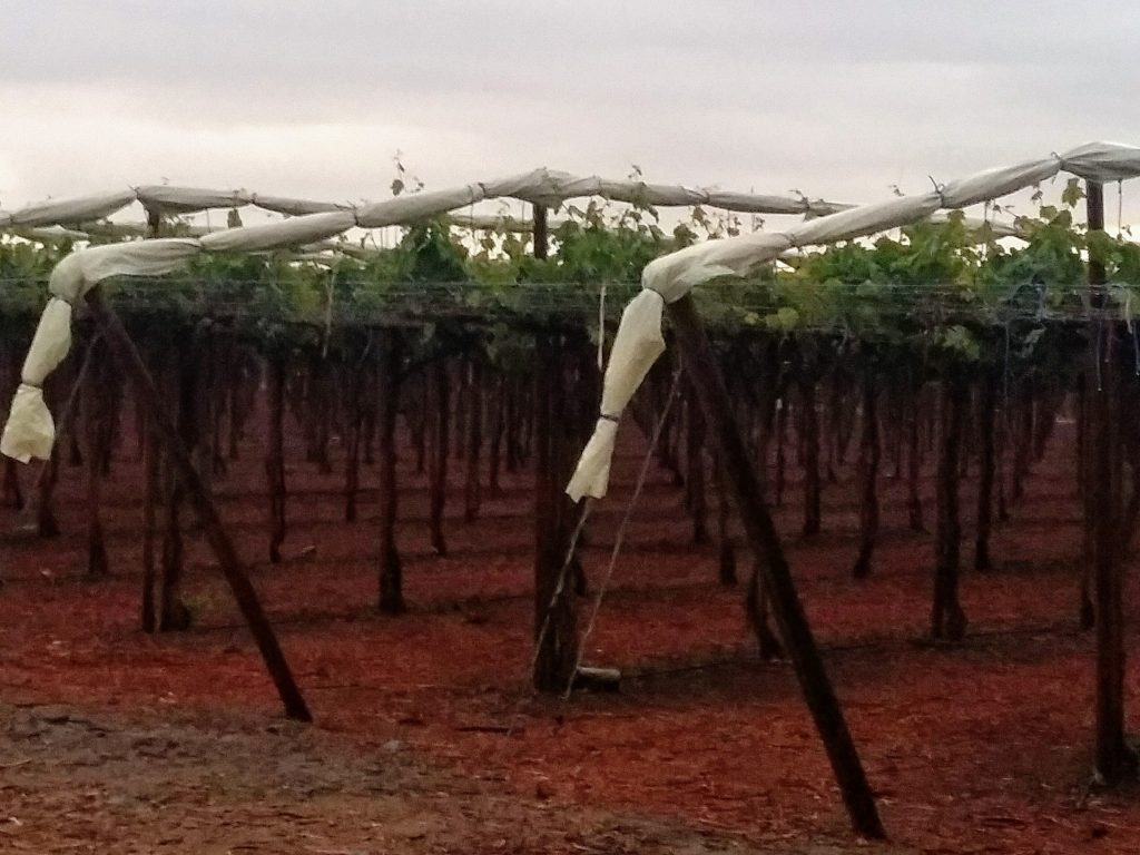 Agricover-PS-en-uvas