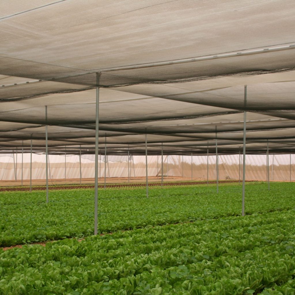 agrishade-cropped-20.11.2008-017-scaled-1