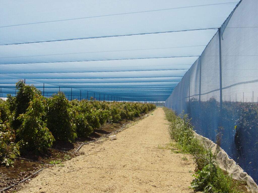 Agricolor-Azul-20-Raschel-Paltas-Israel-2.jpg
