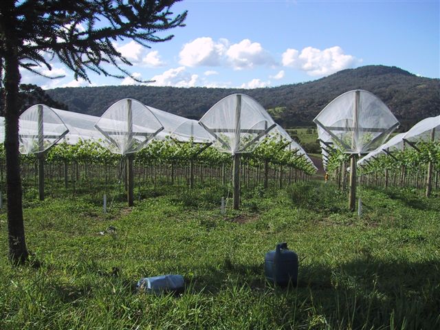 Agricolor-NA¡car-uvas-Brasil.1.jpg