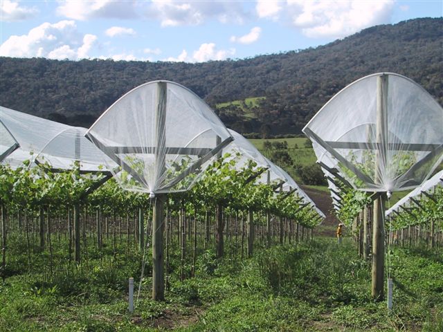Agricolor-NA¡car-uvas-Brasil.2.jpg