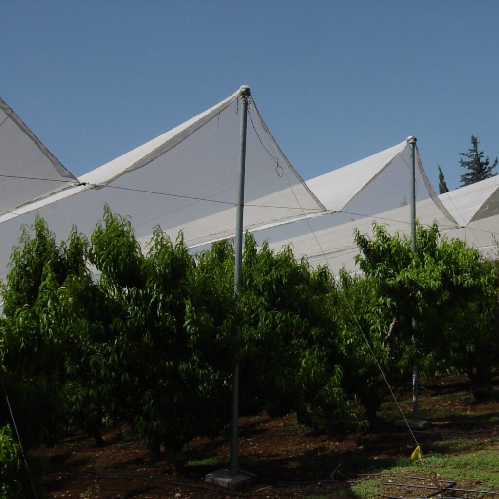 Agricolor-Nacar-20-Nectarinas-Sevilla.-EspaA±a.1.jpg