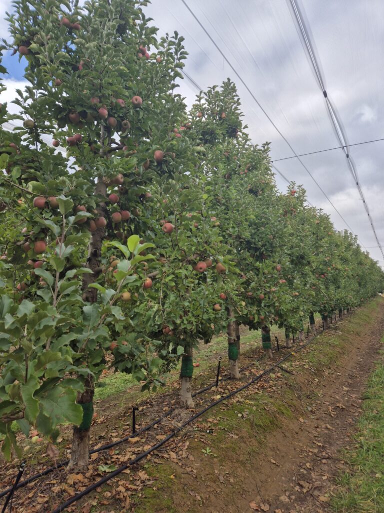 Agricolor-Nacar-Aluminio-1-scaled.jpg