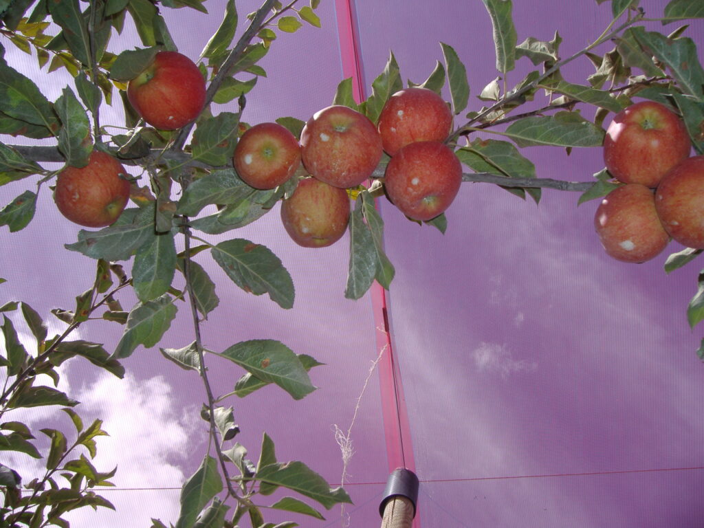 Agricolor-en-manzanas.2.jpg