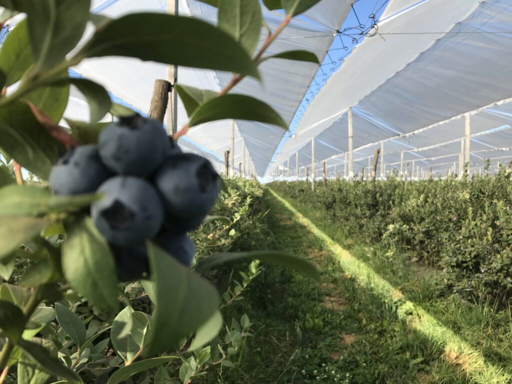 Agricover-FTT-arandanos-scaled.jpg
