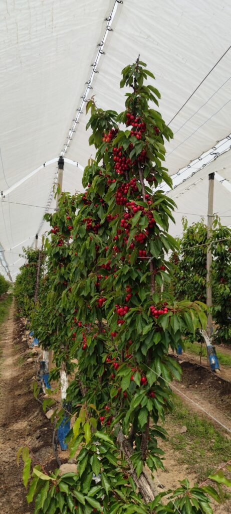 Agricover-FTT13-1-scaled.jpg