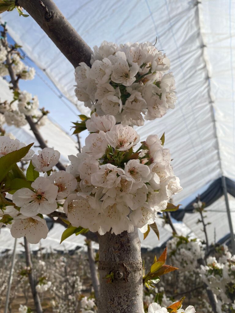 Agricover FTT13 (3)