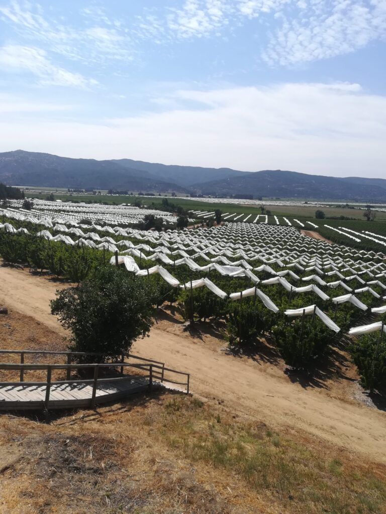 Agricover-FTT13-cerezas-CH.1-scaled-1.jpg