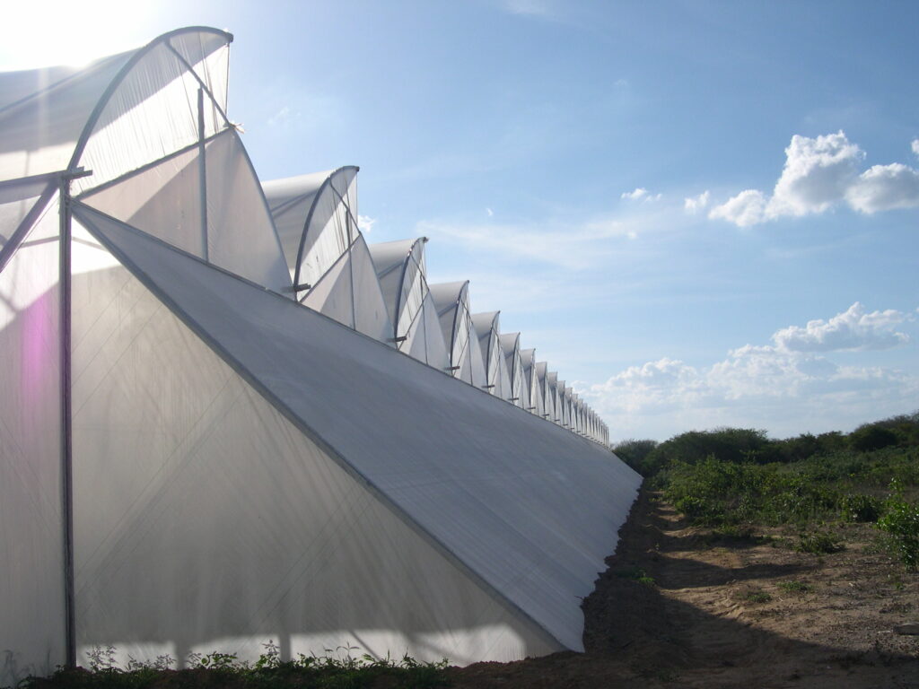 Agricover-L14-Rosas-Ceara-Brasil.3.jpg