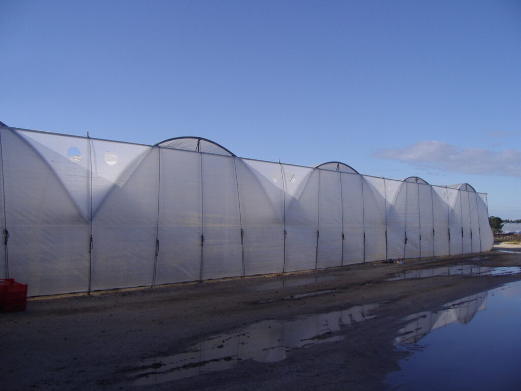 Agricover-L3-Arandanos-Huelva.1.jpg