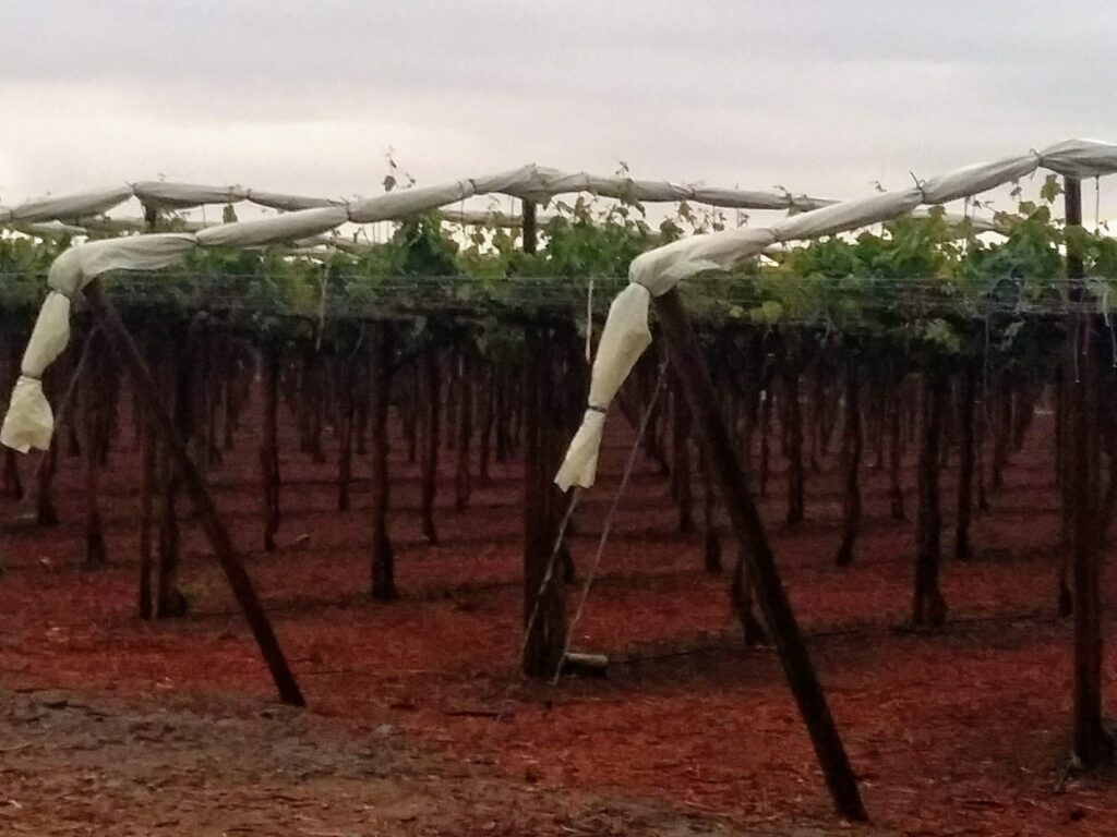 Agricover-PS-en-uvas-scaled.jpg