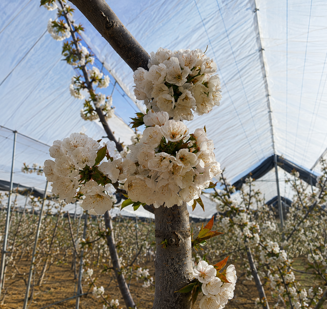Agricover Productos