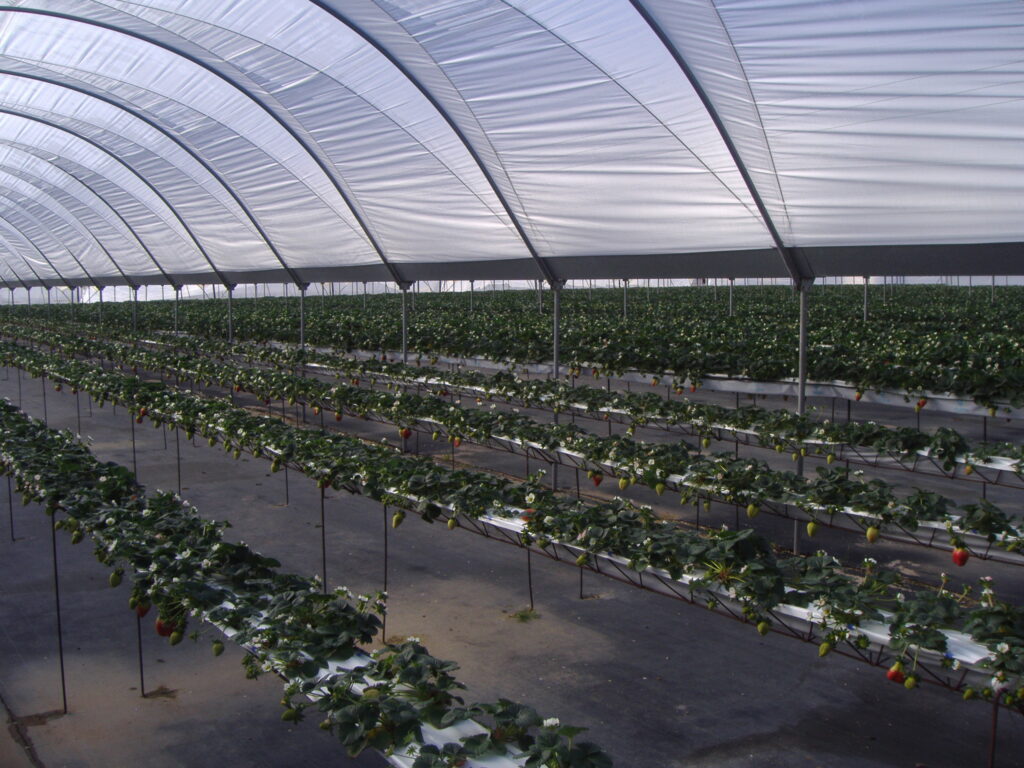 Agricover-R-12-macrotAonel-fresas.jpg