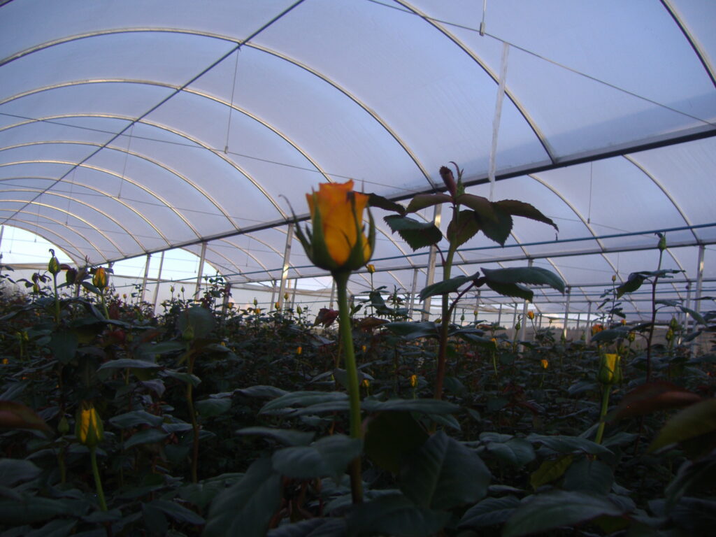 Agricover-RT14-Rosas-Brasil-1.jpg