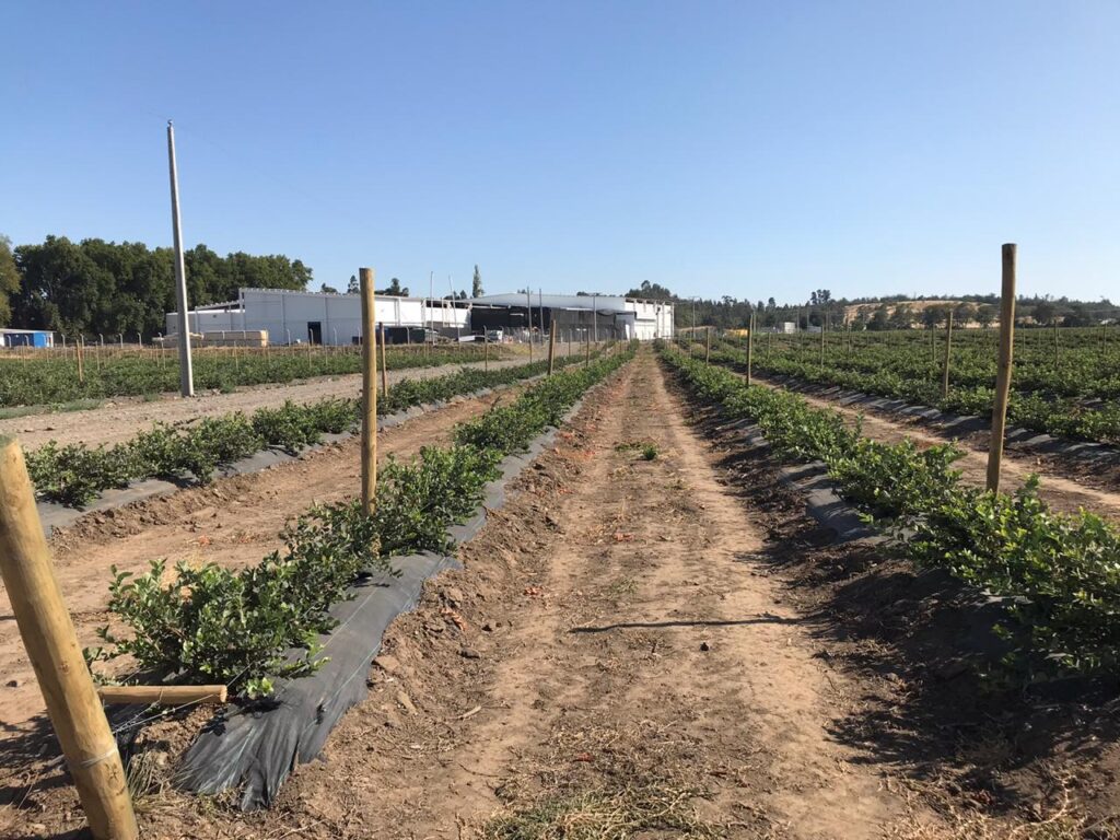 Agricover_Agrisoil-CS-N-100.jpg