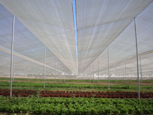 Agrifresh-RR35-umbraculo-lechugas.jpg