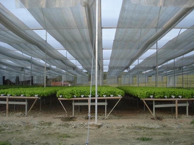 Agrifresh-lechugas-en-hidroponia.2.jpg