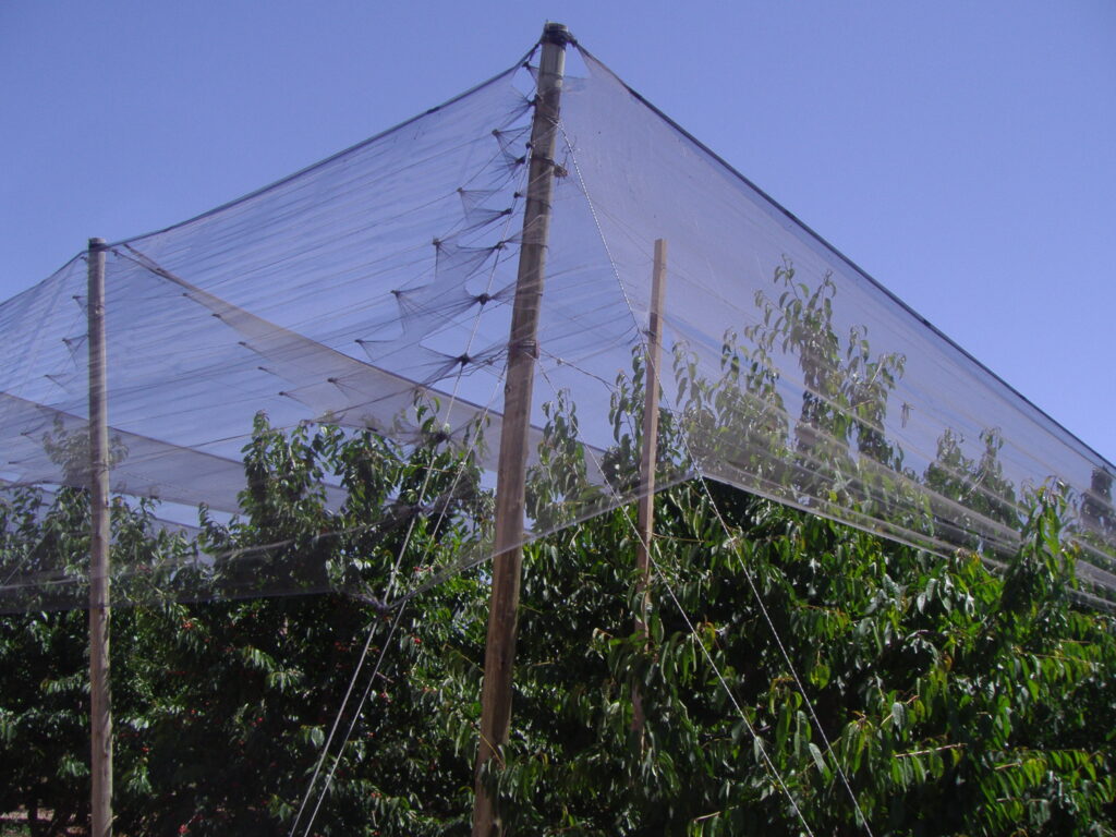 Agrisafe-AG-50-Leno-Cerezas-2.jpg