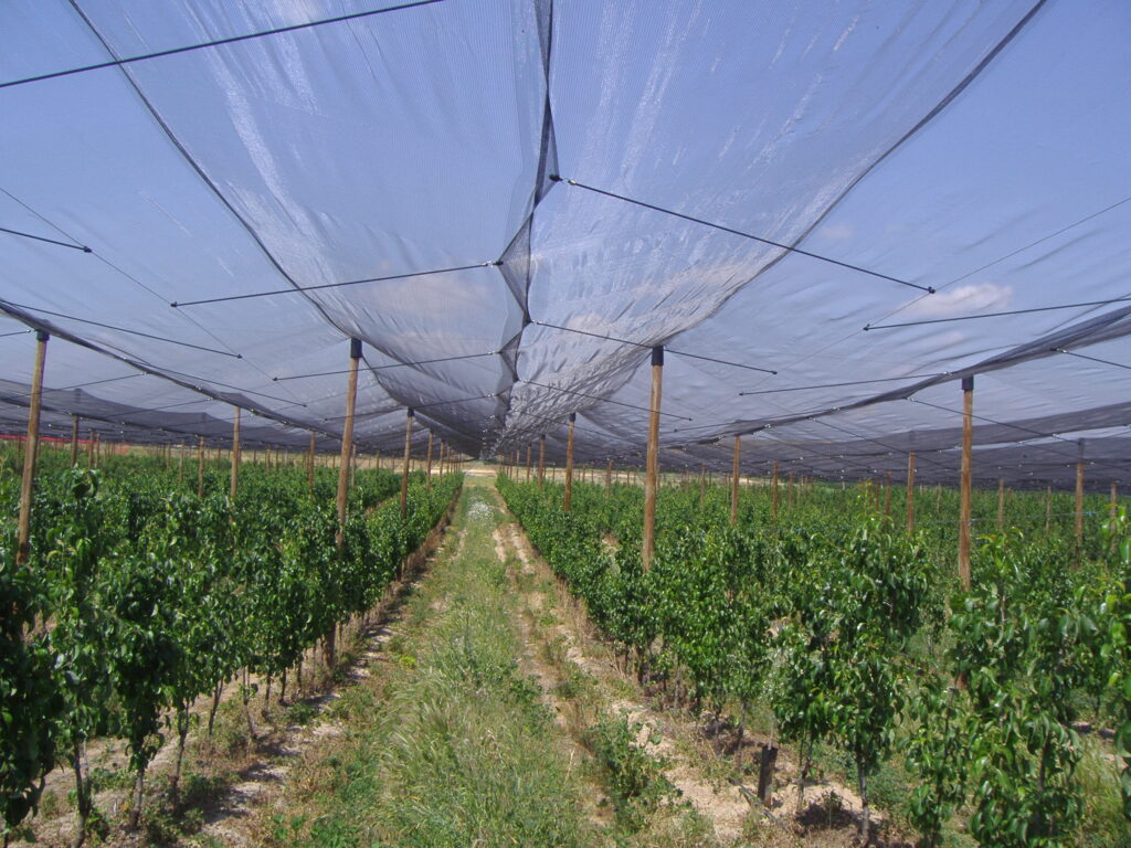 Agrisafe-AG-50-Leno-Manzanos-Zaragoza-EspaA±a.jpg