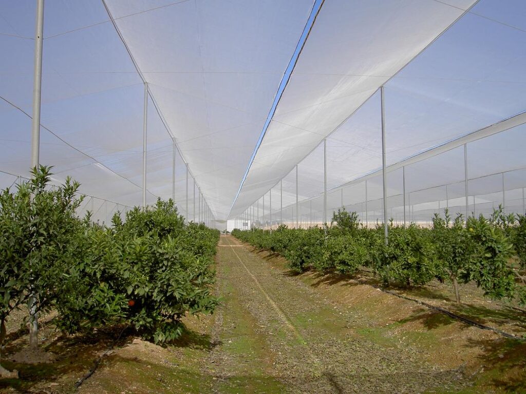 Agrisafe-CV-6x6-Navelinas-Murcia-Espana-1-1.jpg