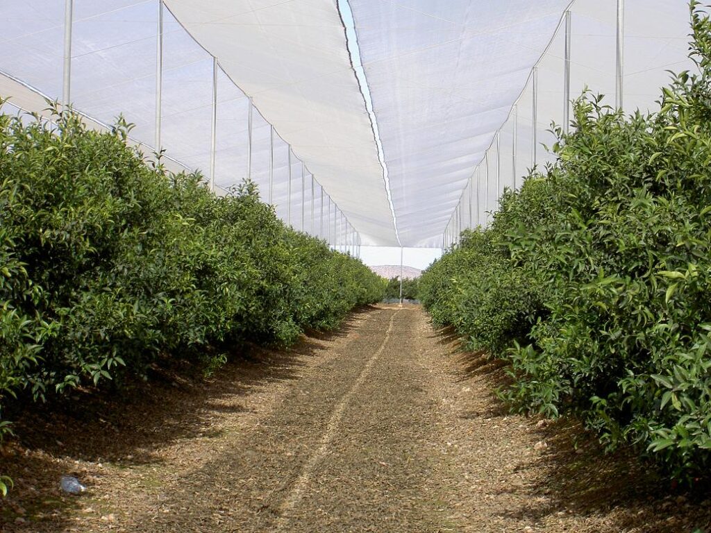 Agrisafe-CV-6x6-Navelinas-Murcia-Espana-2-1.jpg