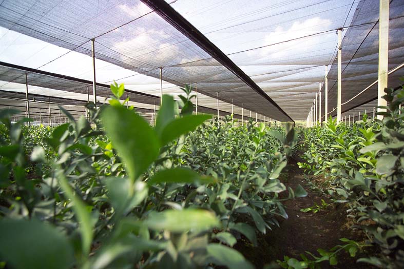 Agrishade-RR-40.jpg