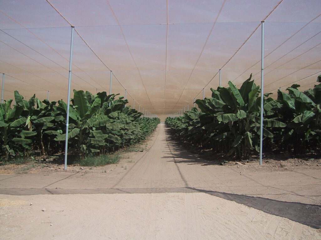 Agristop-AIN-16x10-Bananas-Israel-2.jpg