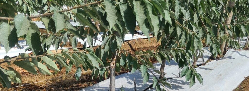 cropped-20210127_111931-1.jpg