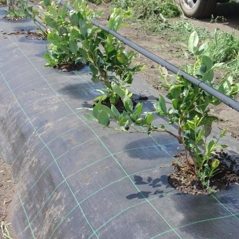 cropped-Agrisoil-CS-con-agujero-de-fabrica.jpg