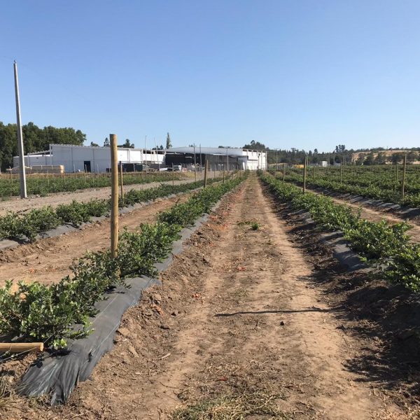 Agricover_Agrisoil-CS-N-100