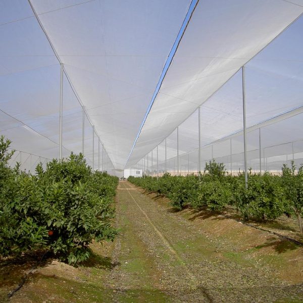 Agrisafe-CV-6x6-Navelinas-Murcia-España-1