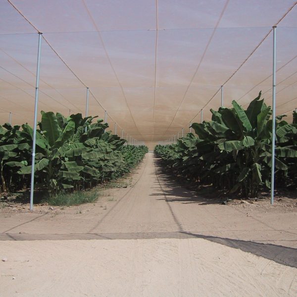 Agristop-AIN-16x10-Bananas-Israel-2