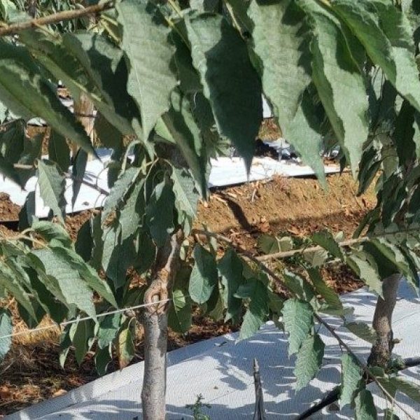 cropped-20210127_111931-1