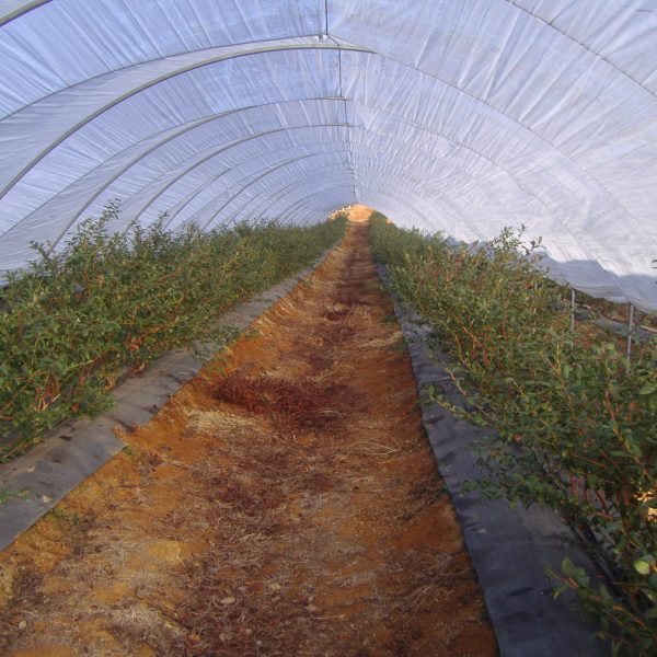cropped-Agrisoil-CS-N-100-En-arandanos